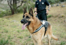 German Shepherd with handler outdoors in grassy area