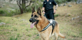 German Shepherd with handler outdoors in grassy area