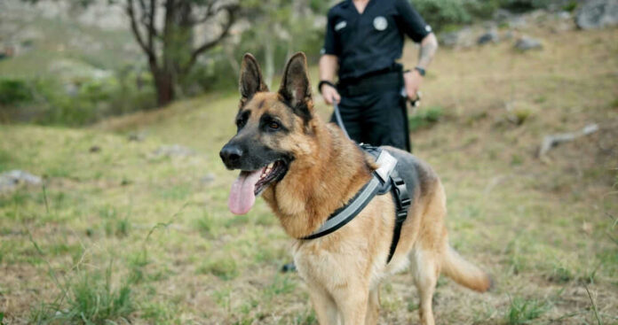 German Shepherd with handler outdoors in grassy area