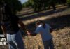 New York Rushes $7.25 Million to Keep Migrant Children Represented in Court Unaccompanied migrant children at risk of losing legal representation