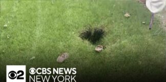 Long Island woman plunges into backyard hole