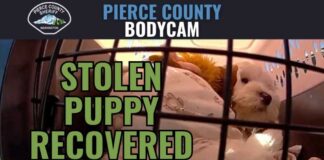 Stolen Puppy Reunited with Family After Suspect Arrested