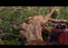 Judge ERUPTS Over 500 Trees Vanished More than 500 trees could be cut down at East Potomac Park | NBC4 Washington