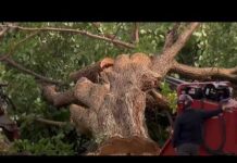 Judge ERUPTS Over 500 Trees Vanished More than 500 trees could be cut down at East Potomac Park | NBC4 Washington