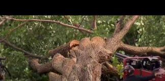 More than 500 trees could be cut down at East Potomac Park | NBC4 Washington